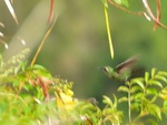 Kolibri im Anflug