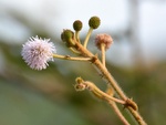 Blumen am Wegesrand