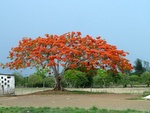 Üppige Vegetation in Cuba