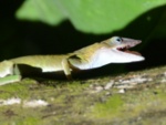 Camäleon mit Fliege im Maul