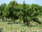 Die Mango Plantage