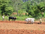 Beim Tabakbauern in Viniales