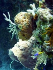 das Leben unter Wasser