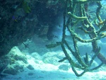 Große Fische