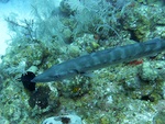 Barracuda