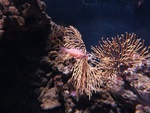 Im Aquarium
