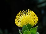 Gomera