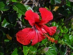 Blumen am Wegrand