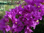 Blumen am Wegesrand