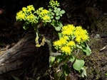 Blumen am Wege