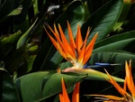 Blumen am Wege