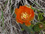 Blumen am Wegesrand