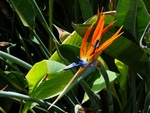 Blumen am Wegesrand