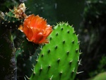 Blumen am Wegesrand