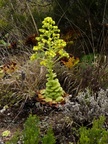 Blumen am Wegesrand