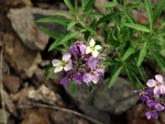 Blumen am Wegesrand