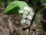 Blumen am Wegesrand