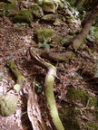 Im Lorbeerwald