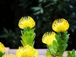 Blumen am Wegrand