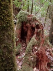 Im Lorbeerwald