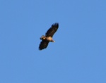 und der Adler kreist am Himmel