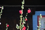 dsc_9137.jpg